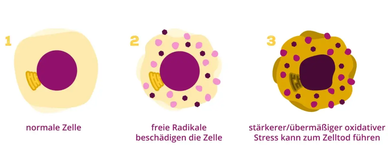 Nahaufnahme von Hautzellen, die durch Antioxidantien geschützt werden, oder schematische Darstellung der Wirkung von Vitamin E auf freie Radikale